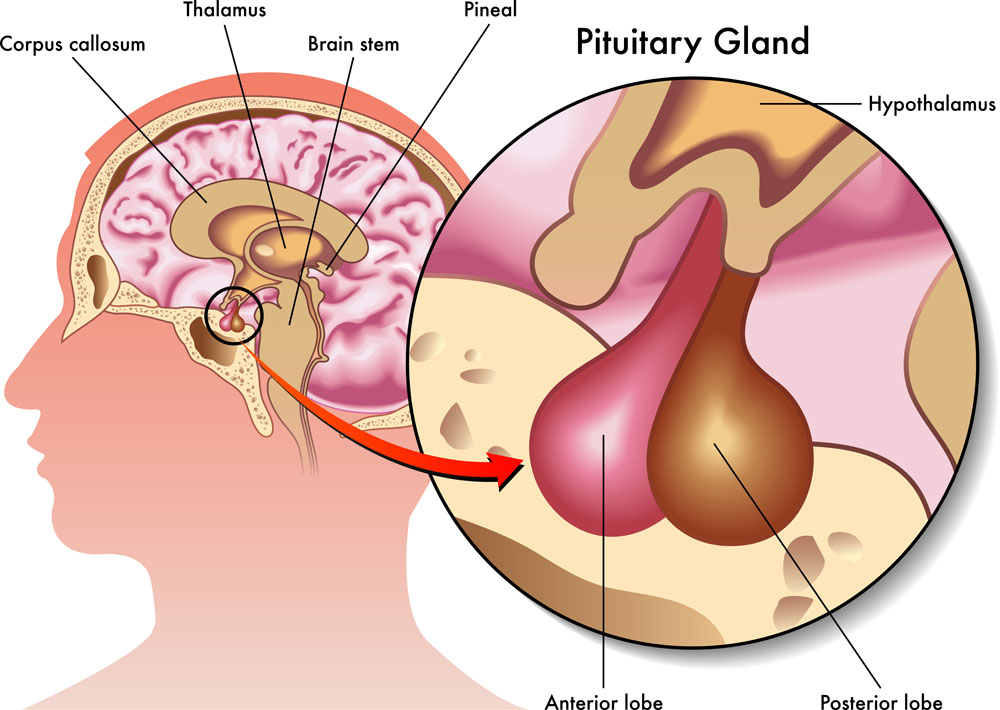 Perdere peso con la stimolazione dell’Ipofisi